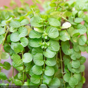 Creeping Jenny, #1